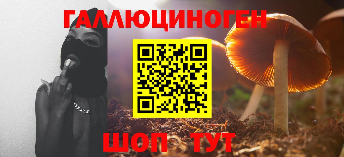Псилоцибиновые грибы Psilocybe Нижний Новгород